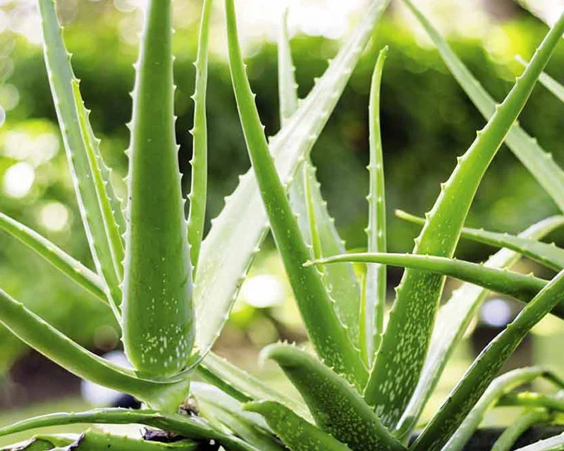 Aloe-Vera